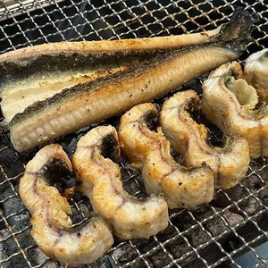 자포니카 장어 국내산 고창 민물장어 1kg 손질 후 700g (19,970원/무료)
