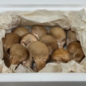 농장직송 참송이버섯 500g (9,920원/무료)