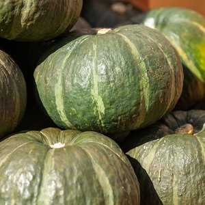 미니 단호박 보우짱 2kg 로얄과 (4,500원 / 무료)