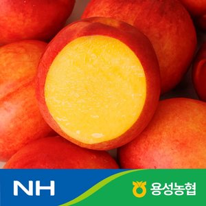 국내산 레드골드 천도 복숭아 2kg 대과 (11,250원) (무료)