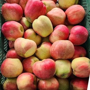 가정용 홍로 중과 2kg (10,640원/무료)