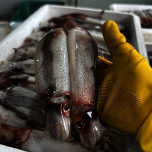 오징어 1kg (3-5미내외) (13,920원/무료)