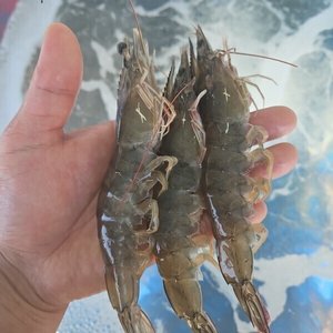 활 새우 1kg 35미내외 (22,520원/무료)
