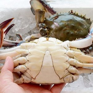 국내산 제철 생물꽃게 2kg 7-10미 (18,443원) (무료)