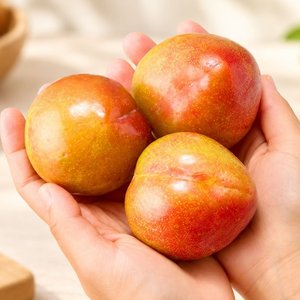 영천 노지 자두 2kg (12,960원/무료)