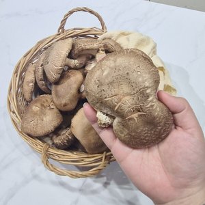 국내산 생표고버섯 2kg 파지 (10,210원) (무료)