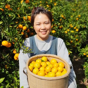 제주 노지 감귤 로얄과 5kg (10,780원) (무료)