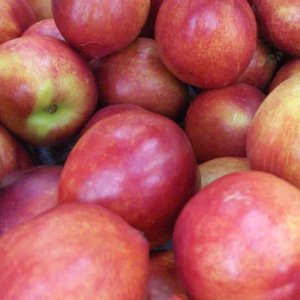 경북 햇 홍로 꿀사과 2.5kg 15-20개 (11,900원/무료)