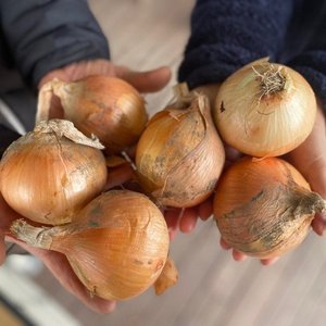 입맛 살리는 신기마을 햇양파 10kg(특상중혼합) 외 치킨스톡 (다양/무료)
