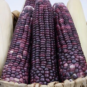 국내산 흑찰옥수수 20개 특품(16cm이상) (11,900원) (무료)
