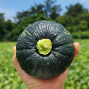 제주 미니 밤호박 보우짱 단호박 5kg (12,810원/무배)