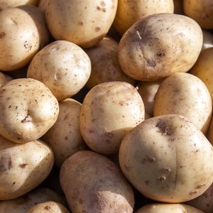 네이버)국내산 포슬포슬 햇감자 5kg (9520원/무배)