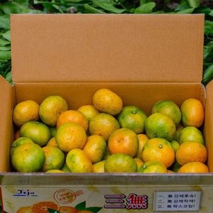 제주 극조생 노지귤 3kg (6.680원/무료)