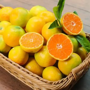 제주 극조생 노지감귤 4.5kg 로얄과 S (12,990원/무료)