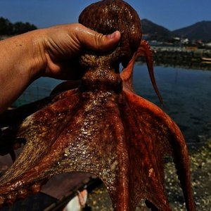 국내산 여수 생물 돌문어 1kg (16,380원/무료)