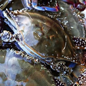 당일조업 제철 활 숫꽃게 2kg (kg당 1-3미)(18,970원/무료)