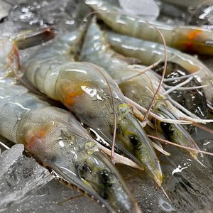 제철 국내산 활 흰다리새우 1kg (24,720원/무료)