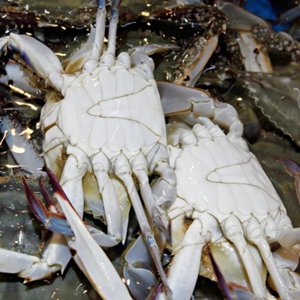국내산 당일조업 활 숫꽃게 1kg+1kg (19,990원/무료)
