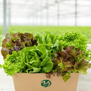 유러피안 샐러드 모듬 쌈채소 1kg (9,300원/무료)