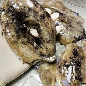 국내산 생물 활 갑오징어 1kg 4-6미 (토스10,080원 / 무료)