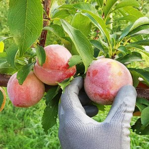 의성 옥자두 추희 2kg 대과 14-18과 120g 내외(14,210원/무료)