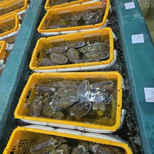 국내산 갑오징어 1kg 2~4미 (16,680원/무료)