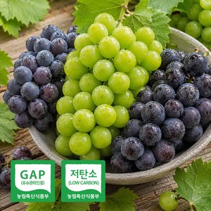 거봉 1kg 2-3수 (12,900원) (무료)