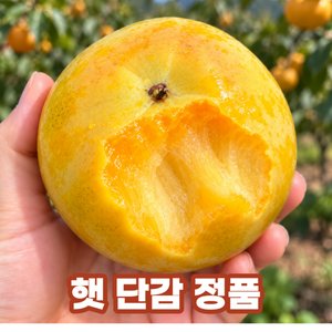 2026 햇 제철단감 태추 부유 산지직송 (12900/무료배송)
