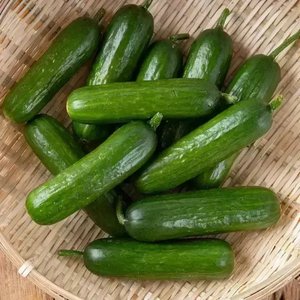 국내산 미니오이 2kg (8,840원/무료)