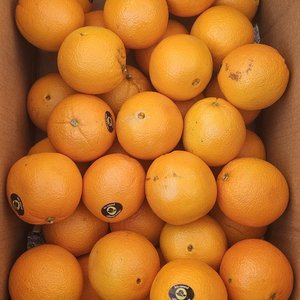 호주산 고당도 못난이 오렌지 중소과 4kg(20~26개) (9,800원/무료)