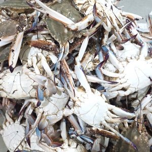 (신선집중)국내산 서해 5도 제철 활 숫꽃게 2kg 8~12미(21,560원/무배)