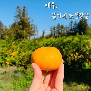 극조생 노지감귤 3kg 꼬마과 (9,900원/무료배송)