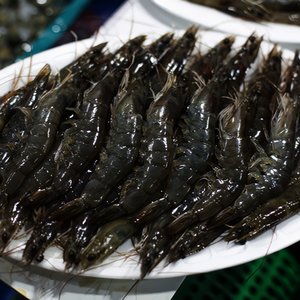 횟감 가능 신안 활새우 1kg (17,980원/무료)
