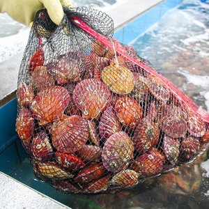 통영 제철 비단 홍가리비 3kg (13,400원/네멤무배)