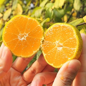 제주 노지 감귤 4.5kg 로얄과 (10,550원) (무료)