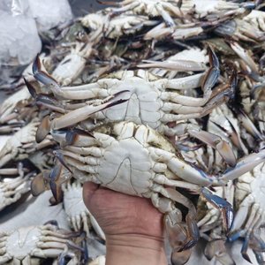 서해안 자연산 활 꽃게 100% 생물 3kg 9-18미내외(29,200원/무배)