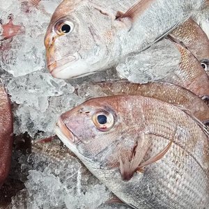 자연산 손질 급냉 참돔 700~800g(2마리)(10,570원/무료)