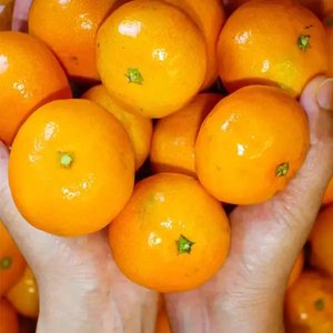 제주 하우스 감귤 중과 1.5kg (9,310원/무배)