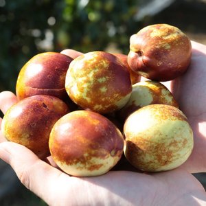 햇 사과대추 1kg (혼합과) (11,870원/무료)
