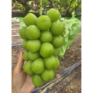 김천 샤인머스켓 2kg 4수 (11,790원 / 무료)