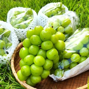 농협 특품 샤인머스캣 2kg 3~4수 (17,825원/무료)