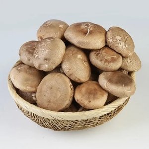 표고버섯 실속형 1kg (7,720원) (무료)