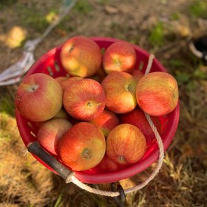 경북 빨간 홍로 사과 2.5kg 소과 (10,550원/무료)