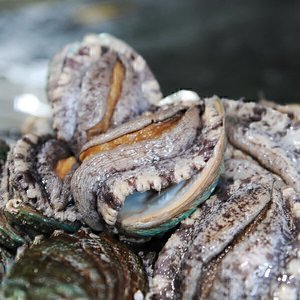 (신선집중) 바다마을 청정 완도 활전복 선물세트 특대 10~11미 1kg (19,530/무료)
