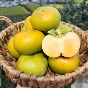 제철 태추단감 중소과 2kg (12,840원/무료)