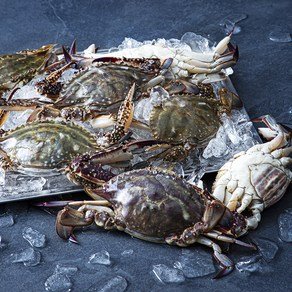 친절한어부씨 피시원 신진도 산지직송 가을 햇꽃게, 2kg(6~10미), 1개 (24,800원)