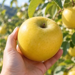 시나노골드 햇 사과 2kg (5,265원/무배)