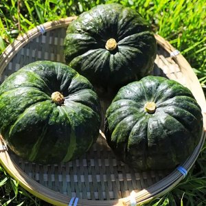 제주 미니 보우짱 밤호박 5kg (250~650g내외) 실중량 4.5kg (11,680원/무료)