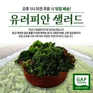 샐러드상추쌈채소 5~6종 1kg (8,480원/무료)