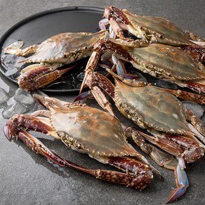 어부심에서 선별한 서해안 산지직송 햇꽃게 6~10미, 2kg, 1개 (26,800원)